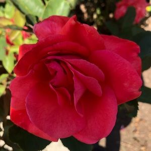 Meet your Posher, Marissa